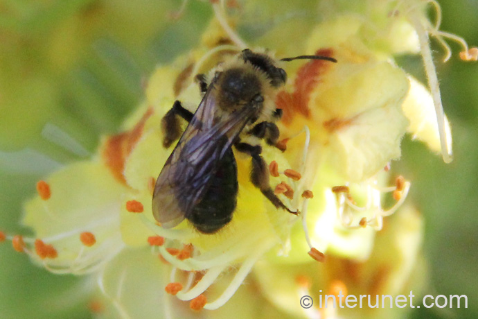 bee-on-spring-flower