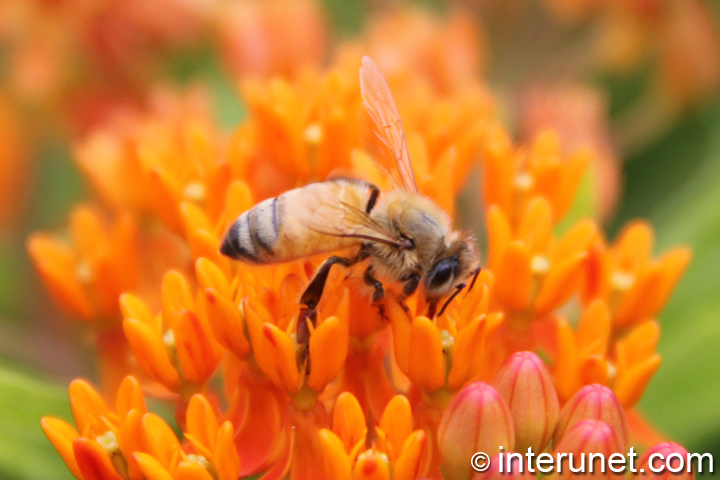 bee-on-the-flower