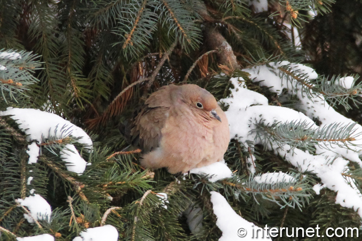 bird-on-the-spruce-tree-in-the-winter