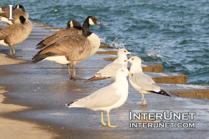 birds-on-the-lake