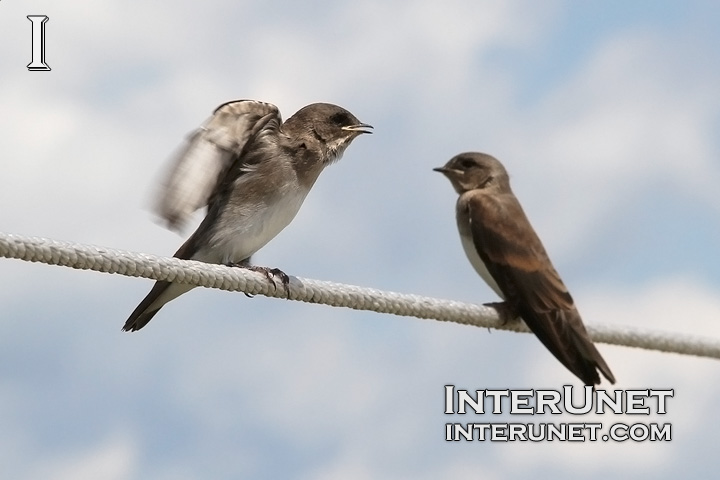 funny-birds-talking