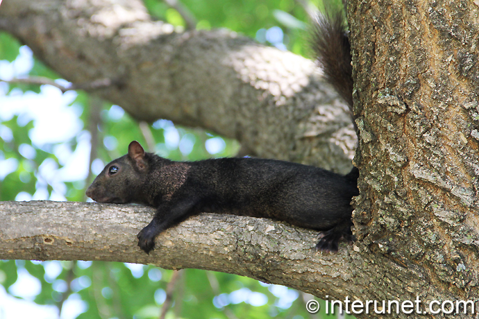 black-squirrel-resting-on-the-tree