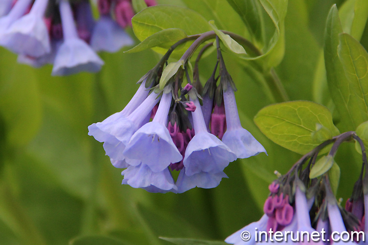 amazing-blue-flowers-bluebell