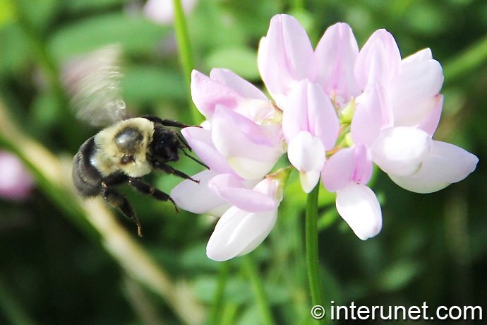 bumblebee-landing-on-flower