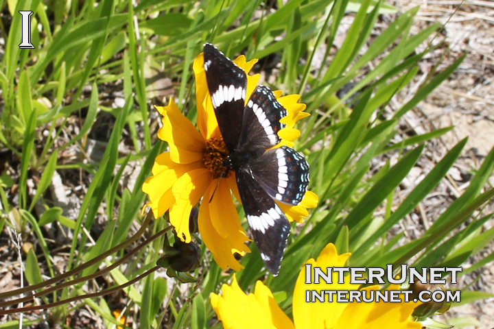 amazing-black-white-butterfly-on-yellow-flower