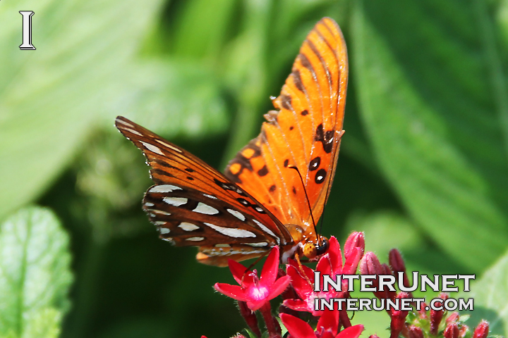 butterfly-on-the-flower