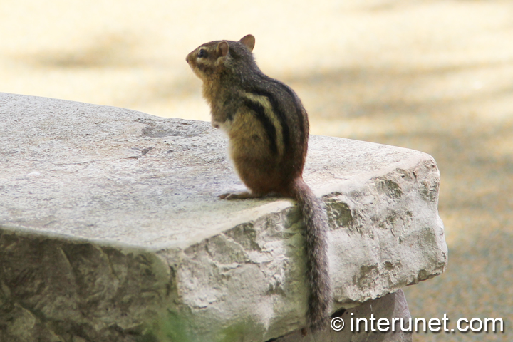 cute-chipmunk