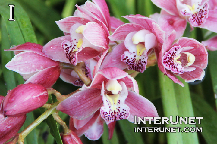 cymbidium-amazing-flowers