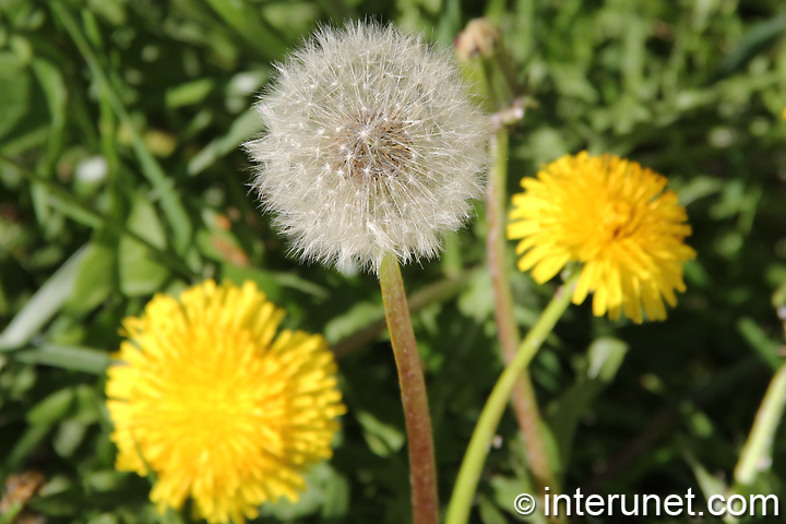 dandelion