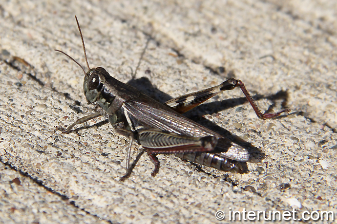 dark-brown-grasshopper 