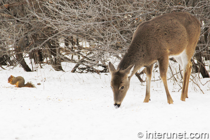 deer-and-squirrel-eating-on-the-snow