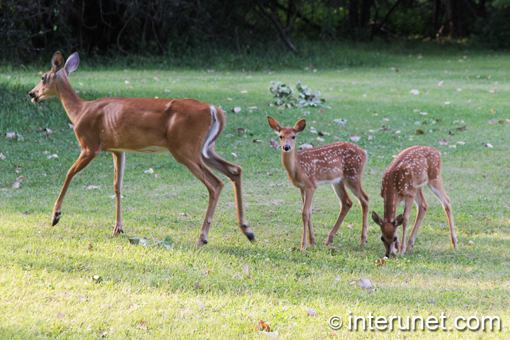 deer-with-her-babies