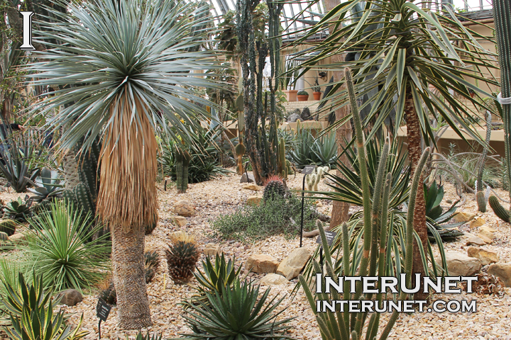 garfield-park-conservatory-desert-house