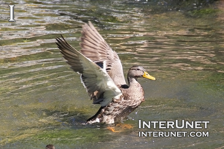 duck-is-splashing-in-the-pond