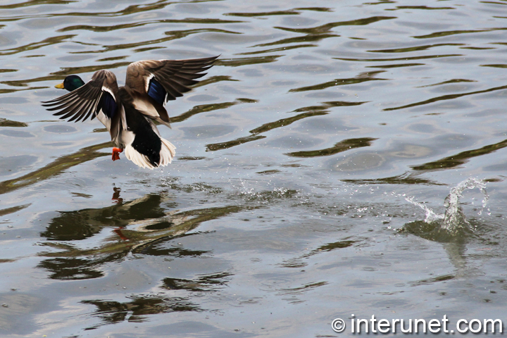 duck-takes-off-on-the-lake