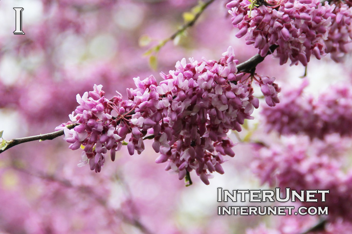 flowering-tree