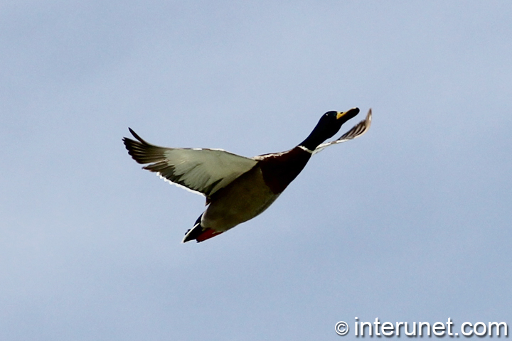flying-duck