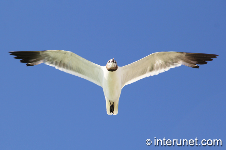 flying-seagull