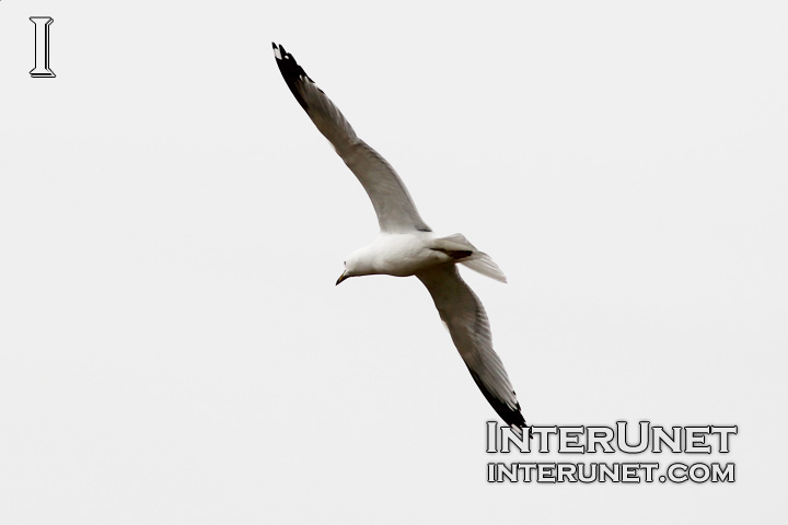flying-seagull