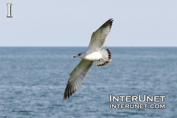 flying-seagull