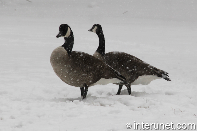 geese on the snow