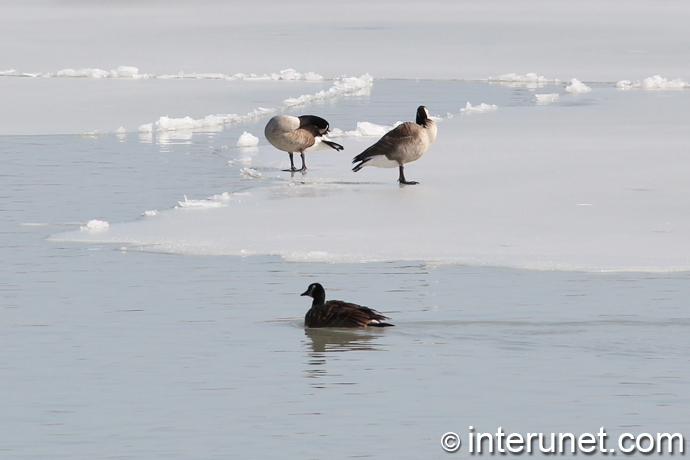 geese-on-frozen-lake