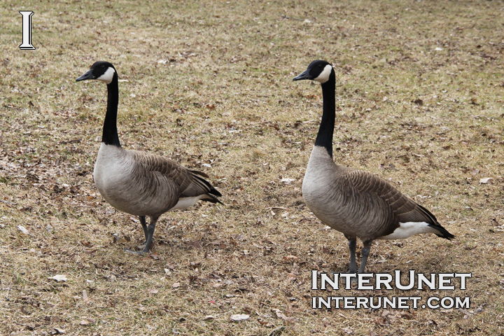 geese
