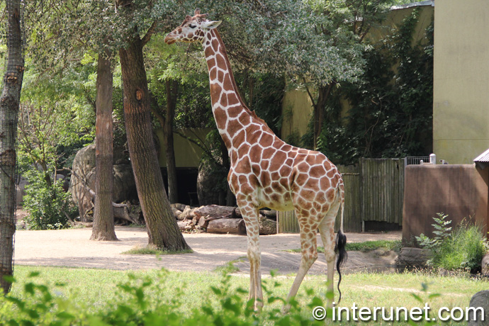 giraffe-in-zoo-habitat