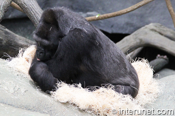 gorilla-sleeping
