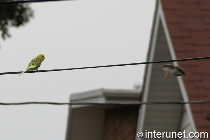 green-parrot-watching-flying-sparrow-amazing-animals 