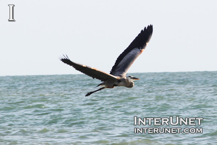 grey-heron-flying-above-the-ocean