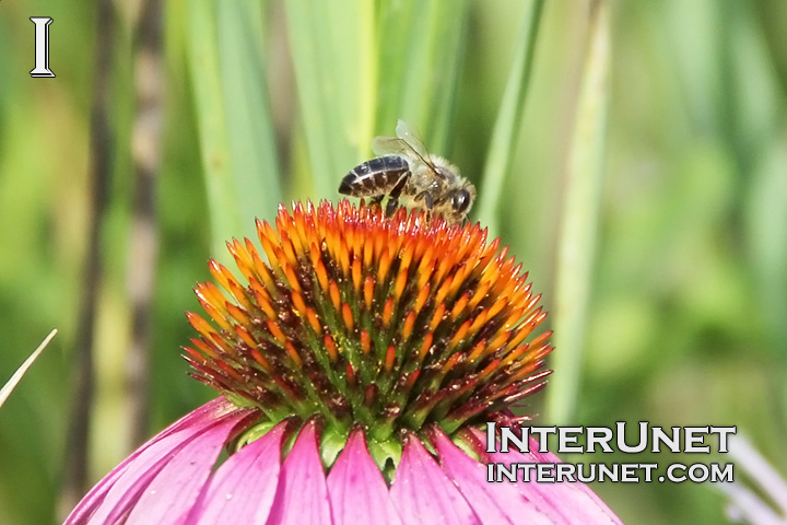 bee-on-the-flower