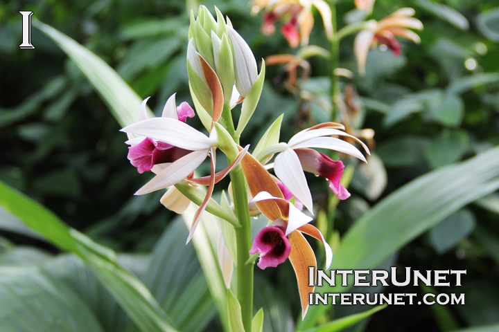 hood-orchid-beautiful-plant-with-flowers