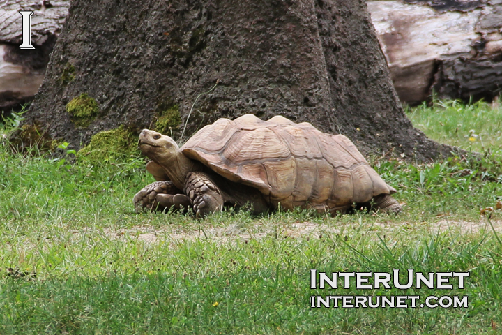 huge turtle