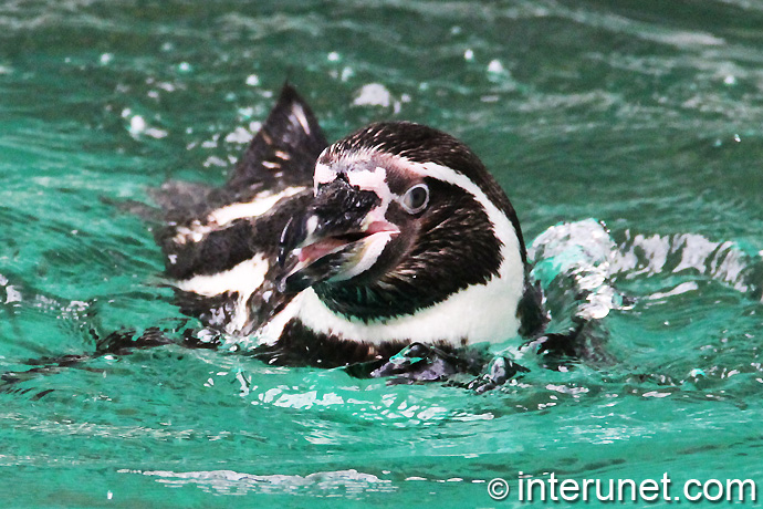 humboldt-penguin-swimming
