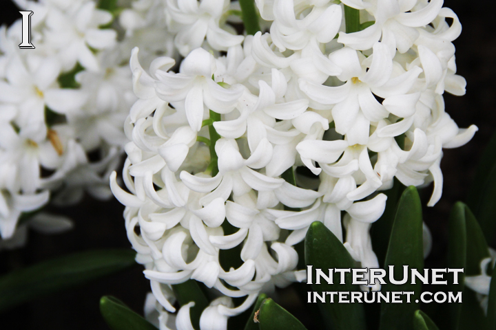 Hyacinth-Hyacinthus-orientalis