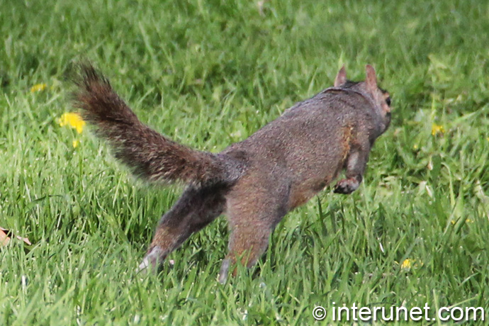 jumping-squirrel