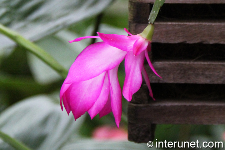 purple-flower