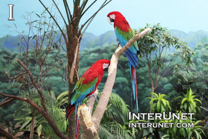 Parrots-in-Brookfield-Zoo