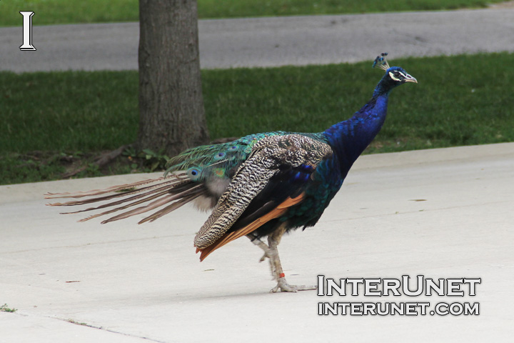 beautiful-peacock 