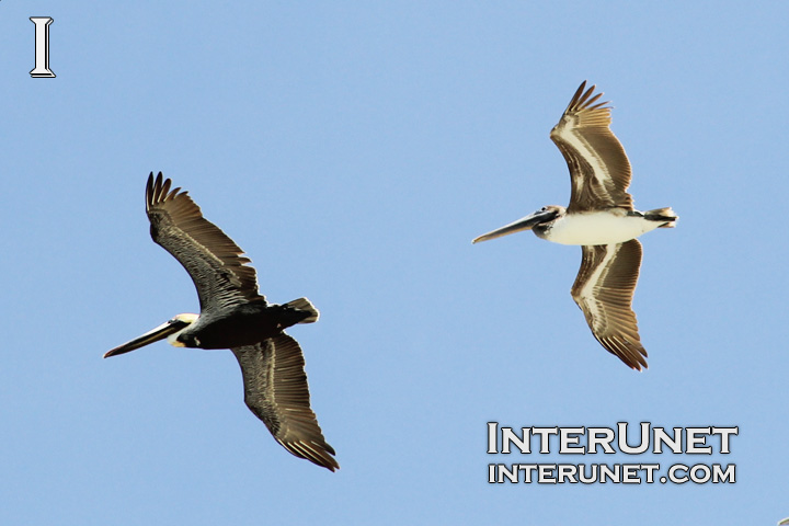pelicans-flying-up-in-the-skies