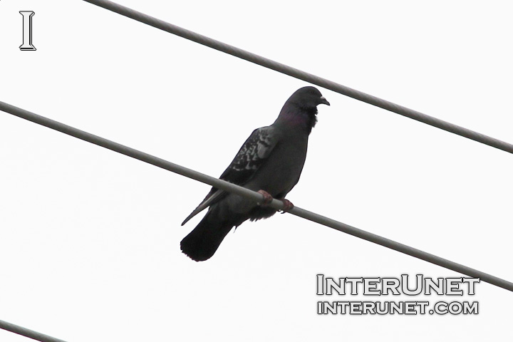 pigeon-on-wire