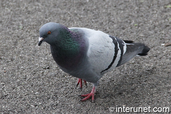 pigeon-walking