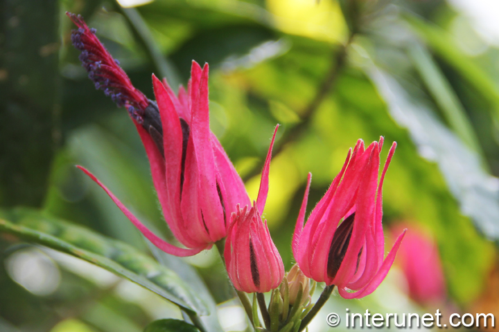 pink-flowers