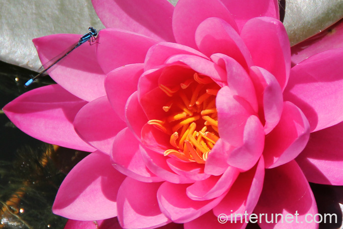 pink-water-lily-with-dragonfly