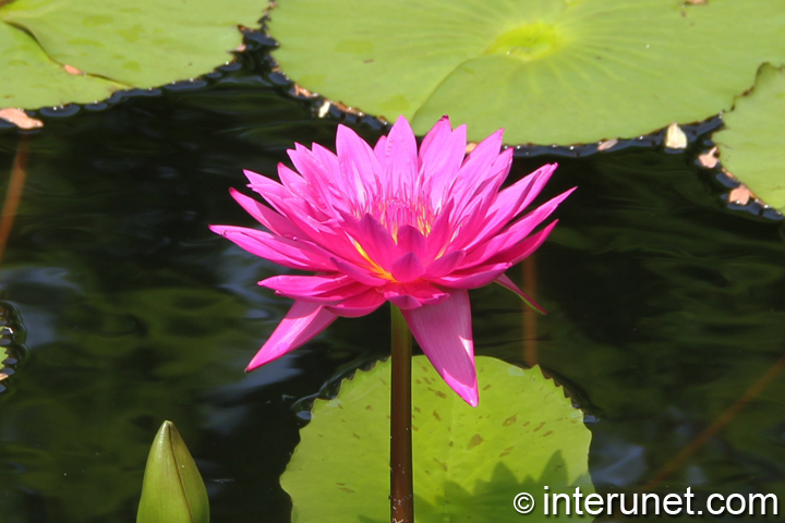 pink-water-lily