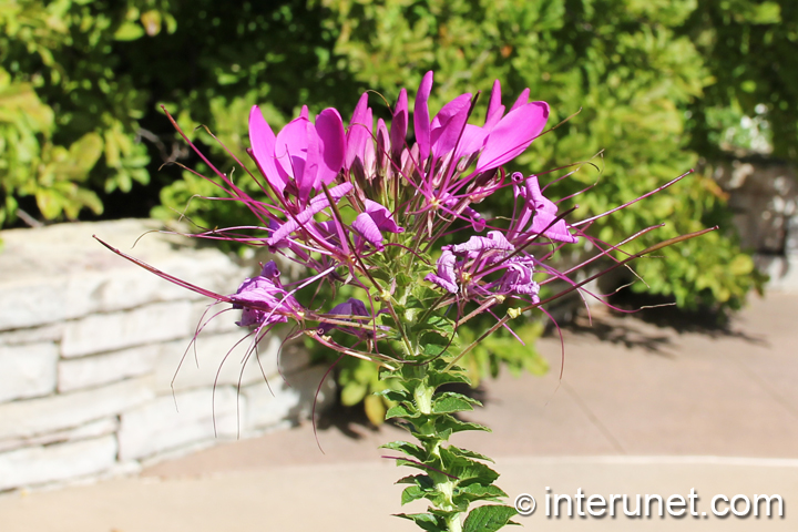 plant-with-purple-flowers