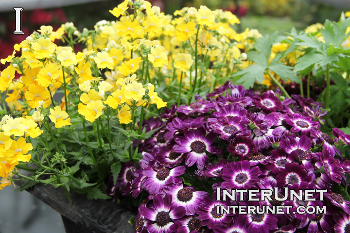 purple-and-yellow-flowers