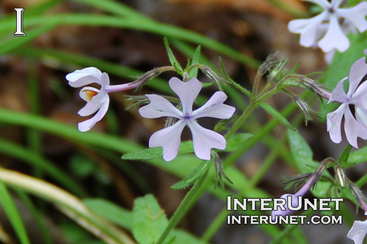 beautiful-purple-flowers