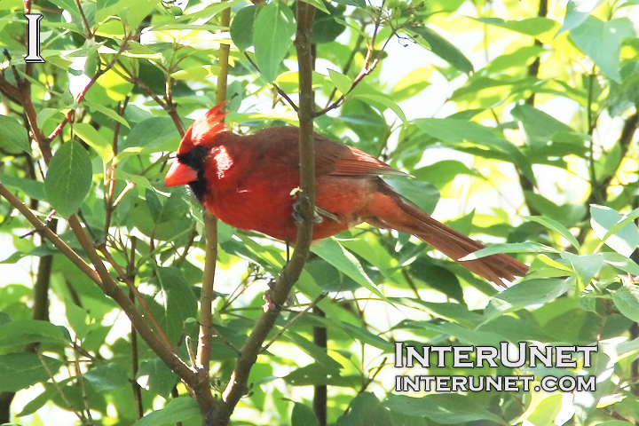 red-bird-on-the-tree
